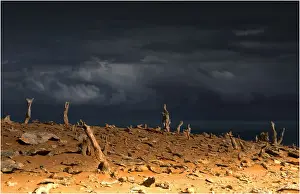 Images Dated 27th July 2012: Calcified forest