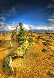 Limestone Prints: The Calcified Forest King Island