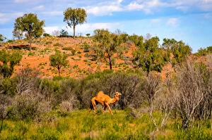 Images Dated 10th August 2016: Camel in Australias red Center, Northern Territory