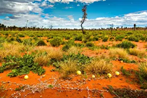 Camel melons and Deset Oak in Australias Red Heart