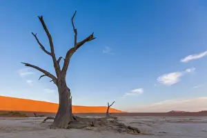 Daniel Osterkamp Prints: Camel Thorn Trees at Deadvlei near Sossusvlei during sunset over dunes, Namibia, Africa