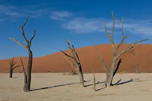 Camel Thorn Trees at Deadvlei near Sossusvlei during sunset over dunes, Namibia, Africa