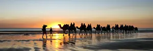 camel train