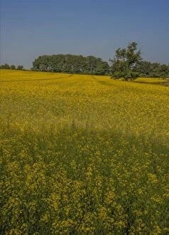 Images Dated 13th July 2013: Canola field