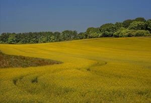 Images Dated 13th July 2013: Canola field in dorset