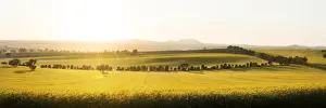 Kathryn Diehm Prints: Canola field sunrise light country yellow