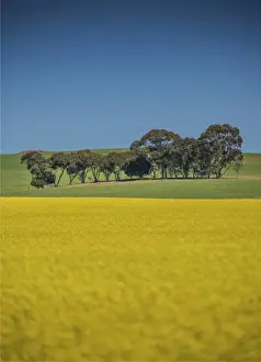Canola Prints: Canola fields ready for harvest, Clare Valley, South Australia