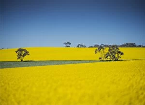 Images Dated 13th September 2015: Canola fields ready for harvest, Clare Valley, South Australia
