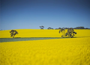 Canola fields ready for harvest, Clare Valley, South Australia Canola fields ready for harvest, Clare Valley, South Australia