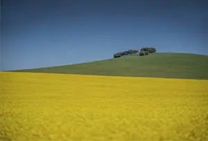 Canola fields ready for harvest, Clare Valley, South Australia