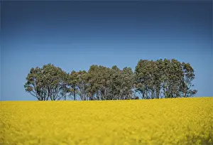 Canola fields ready for harvest, Clare Valley, South Australia