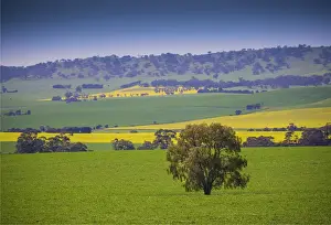 Canola fields ready for harvest, Clare Valley, South Australia