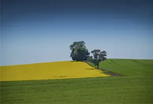 Canola Prints: Canola fields ready for harvest, Clare Valley, South Australia