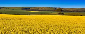 Canola Prints: Canola flower