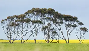 Lea Scaddan Prints: Canola trees