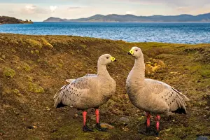 Cape barren goose coapleat Maria Island, Tasmania