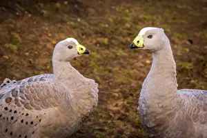 Cape barren goose coapleat Maria Island, Tasmania