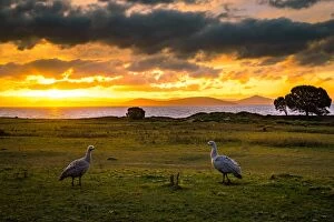 Images Dated 16th May 2016: Cape barren goose coapleat Maria Island, Tasmania