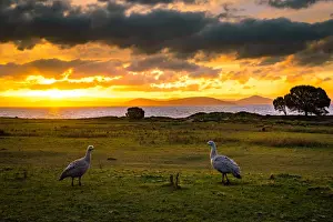 Maria Island Prints: Cape barren goose coapleat Maria Island, Tasmania