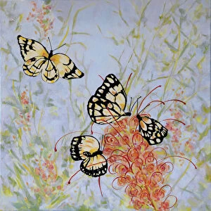 Art Collection: Caper White Butterflies on a Grevillea Flower Acrylic Painting