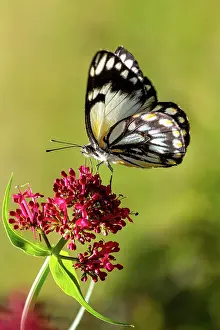 Prints of A Caper White Butterfly- Belenois java, perched on a Red Valerian flower Louise Docker Photography Prints: A Caper White Butterfly on a Red Valerian flower