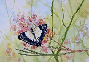 Caper White Butterfly Resting on a Grevillea Flower Watercolor Painting