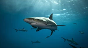 Alastair Pollock Collection: Caribbean Reef Shark in the Bahamas