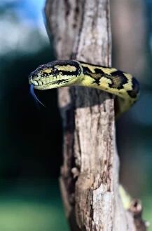 Snakes Collection: Carpet python (Morelia spilota variegata) on tree trunk, Australia