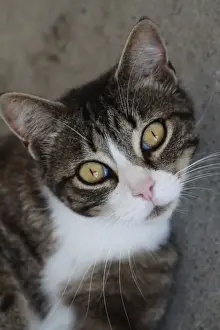 Cat Prints: Cat with whisker