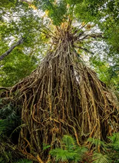 Atherton Tableland Prints: Cathedral Fig Tree in Atherton Tableland
