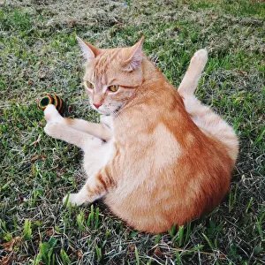 Cats vs. Dogs