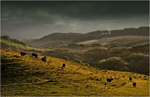 Images Dated 28th July 2012: Cattle grazing in afternoon light on King Island, Bass Strait, Tasmania
