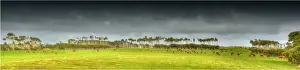 Cattle grazing on rich lush pastures near Yellow Rock beach, King Island Tasmania