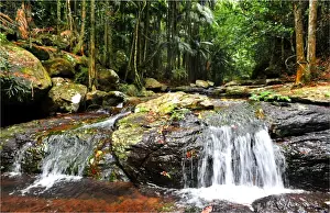 Cedar Creek rainforest, Tamborine mountains, Queensland, Australia