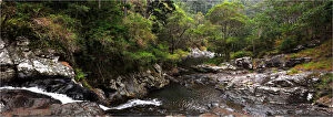 Images Dated 19th September 2010: Cedar Creek rainforest, Tamborine mountains, Queensland, Australia
