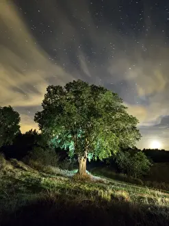 Celtis australis tree, over 100 years in the field illuminated by the light of the moon and a starry sky