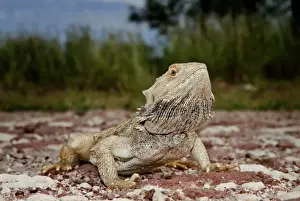 Dirt Road Prints: Central Bearded Dragon (Pagona vitticeps)
