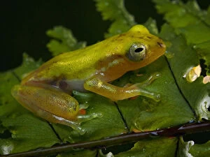 Frogs Collection: Champagne tree frog perched on the a Diplazium leaves