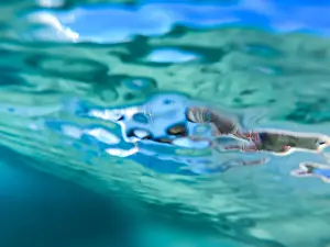 Vicki Smith Australian Landscape Photography Prints: Chasing Clarity underneath the wave in the clear ocean waters