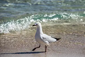Mike Riley Prints: Cheeky sea gull