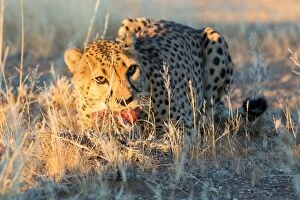 Daniel Osterkamp Collection: Cheetah (Acinonyx jubatus) eating piece of raw meat, Namibia, Africa