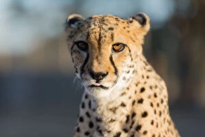 Daniel Osterkamp Collection: Cheetah (Acinonyx jubatus) Head Close Up, Namibia, Africa