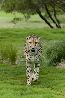 Cheetah stalking Cheetah stalking