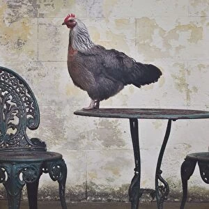 Images Dated 30th June 2014: Chicken standing on top of outside table setting