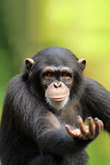 Naturfotografie & Sohns Wildlife Photography Collection: Chimpanzee, (Pan troglodytes troglodytes)