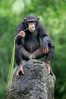 Chimpanzee, (Pan troglodytes troglodytes)
