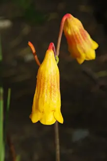 Christmas Bell (Blandfordia grandiflora)
