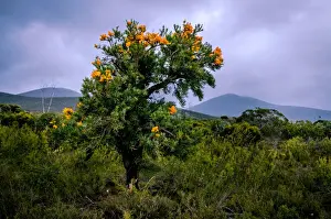 Austrailia Prints: Christmas Tree