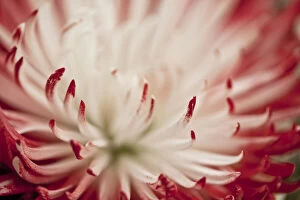 Botanical Art Prints Collection: Chrysanthemum flower