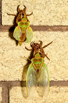 Images Dated 25th December 2020: Two Cicadas on a wall